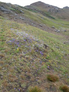 Blomsterdalen í Tasiilaq (Blómadalurinn)