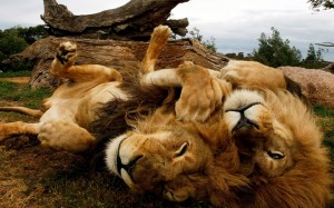 Animals_Beasts_Playing_the_Lions_025247_