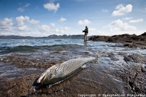 Brown-Trout-Skarpi-IMG-5247