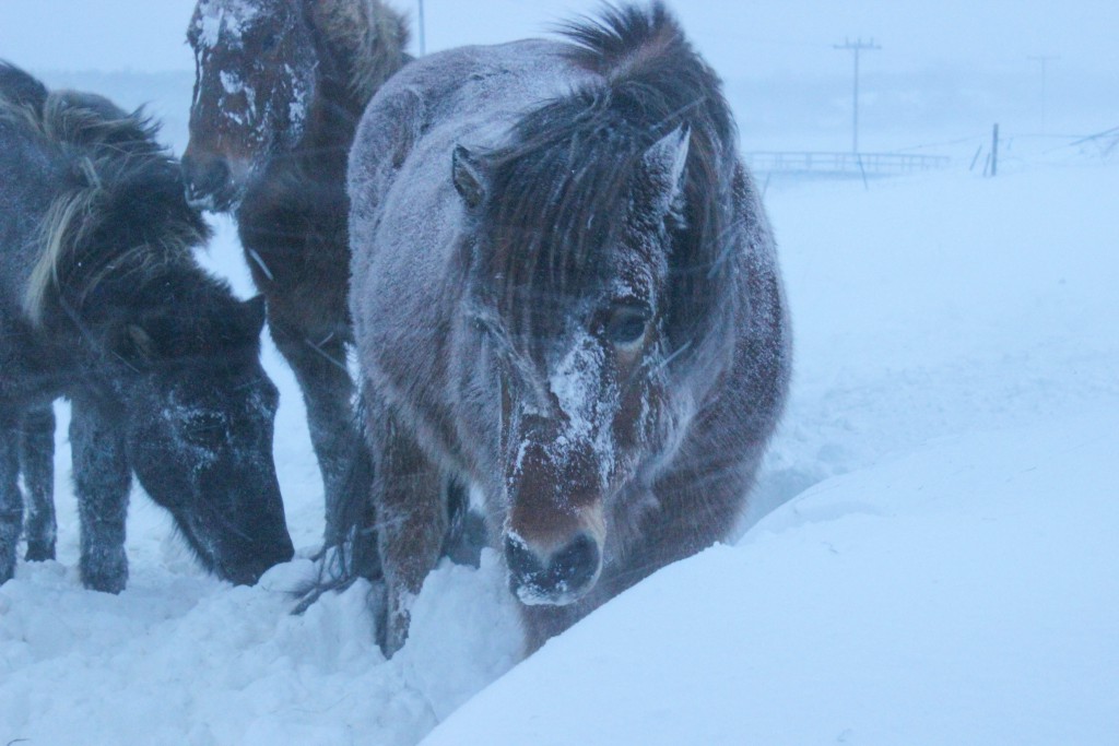 RÚV sko, í kvöld….