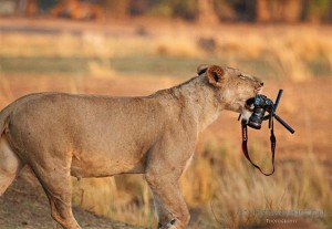 Lion-stealing-camera